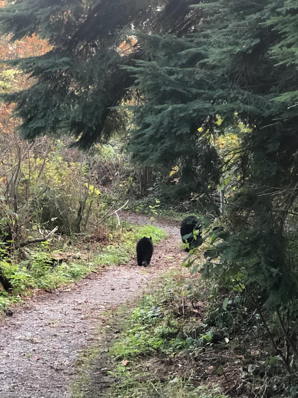 bear 2 web