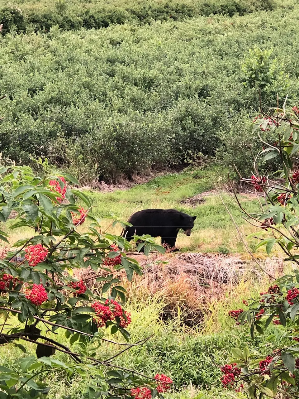 bear