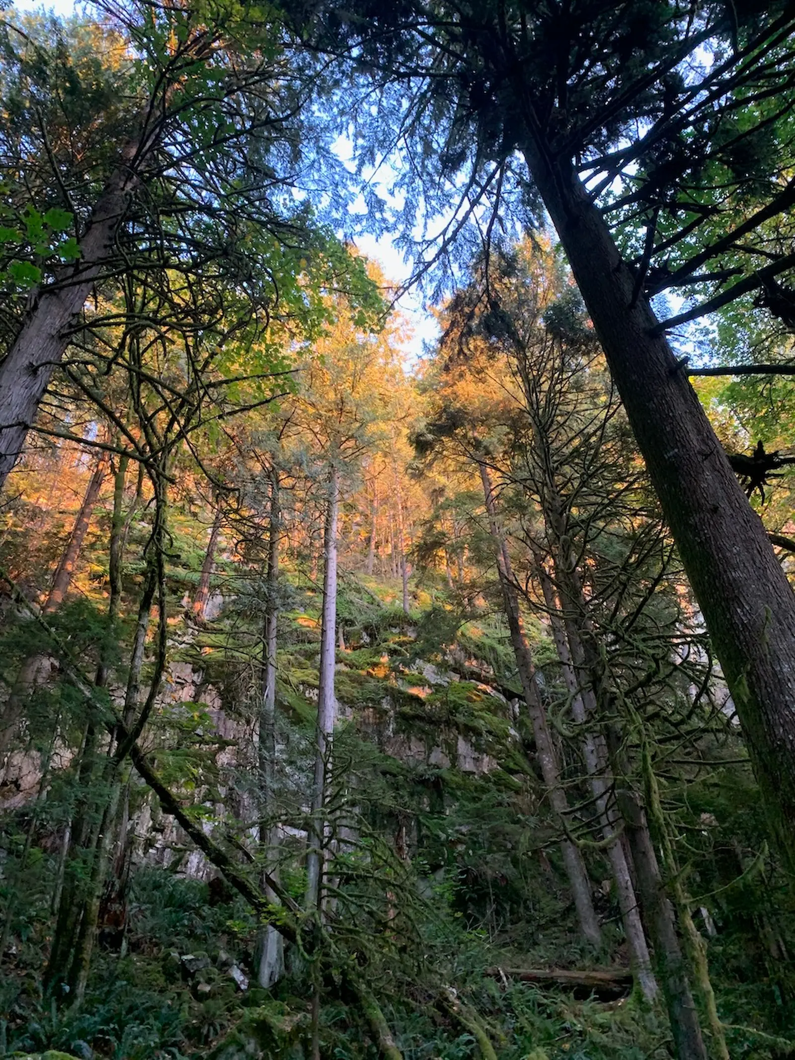 trees
